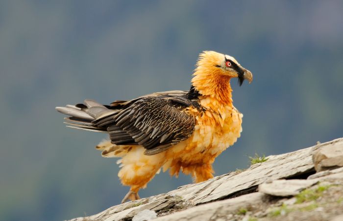 Gipaete Barbu dans les Dolomites